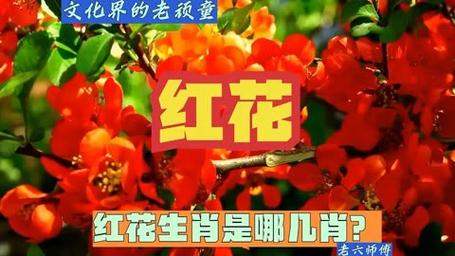 今期生肖开红花什么意思啊,今期生肖是红花,生肖还需自己查是什么生肖