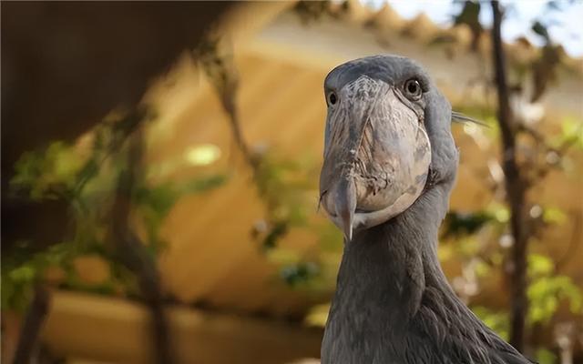 可以和外国人视频聊天的软件鳄鱼头,可以和外国人视频聊天的软件手机软件 可以和外国人视频聊天的软件鳄鱼头,可以和外国人视频聊天的软件手机软件